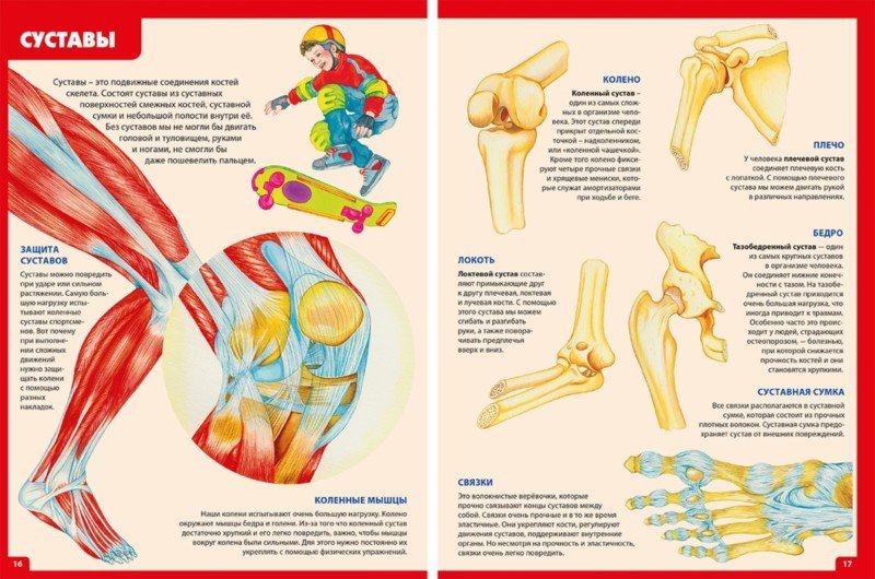 Названия суставов человека. Гуиди Винченцо анатомия человека. Анатомия для детей. Анатомический атлас. Тело человека анатомия для детей.