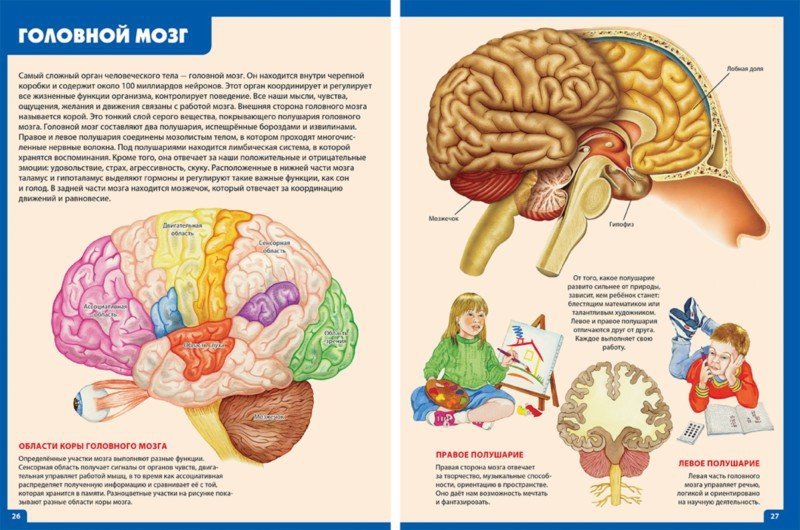 Особенности головного мозга ребенка. Головной мозг ребенка. Строение мозга для детей. Мозг для дошкольников. Мозг человека строение для детей.