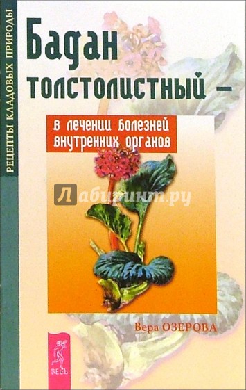 Бадан толстолистный - в лечении болезней внутренних органов