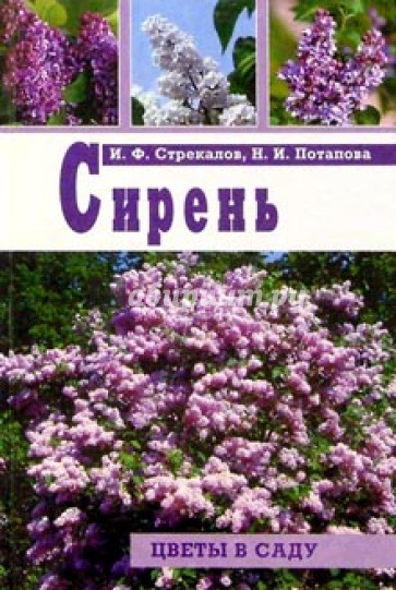 Сирень