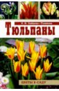 Зайцева-Тушнова Евгения Николаевна Тюльпаны