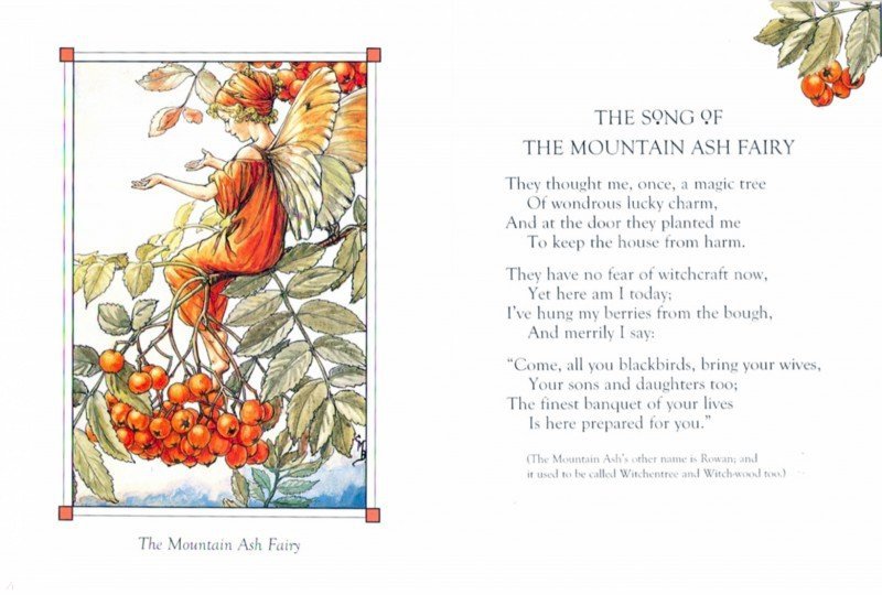 Иллюстрация 1 из 8 для Flower Fairies of the Autumn - Cicely Barker | Лабиринт - книги. Источник: Лабиринт