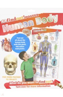 DKfindout! Human Body Poster Dorling Kindersley