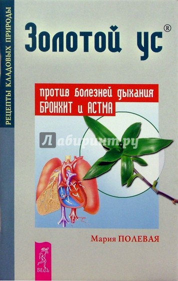 Золотой ус против болезней дыхания. Бронхит и астма