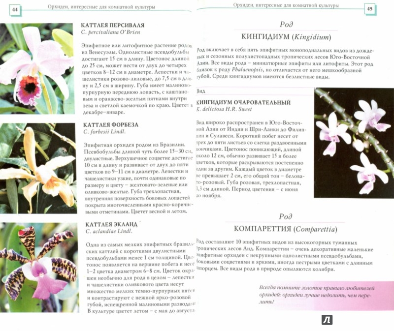 Иллюстрация 1 из 34 для Орхидеи - Коломейцева, Герасимов | Лабиринт - книги. Источник: Лабиринт