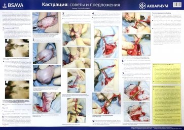 Плакат "Техника кастрации" 84х59 см. (в тубусе)