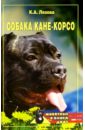 Собака кане-корсо - Ляхова Кристина Александровна