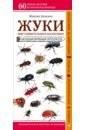 Обложка Жуки. Мир удивительных насекомых. Наглядный карманный определитель