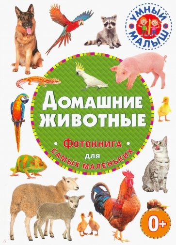Домашние животные. Фотокнига д/самых маленьких