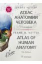 Неттер Фрэнк Атлас анатомии человека. Терминология на русском, латинском и английском языках