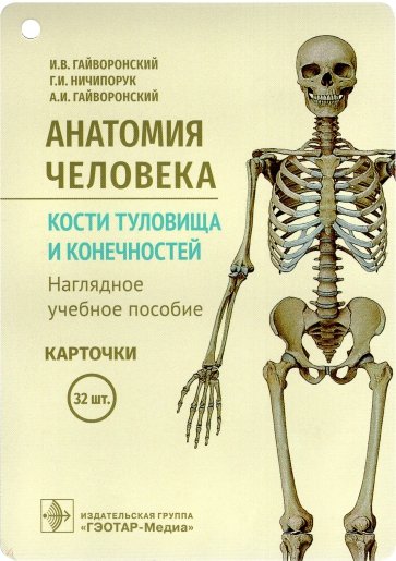 Анатомия человека. Кости туловища и конечностей. Карточки