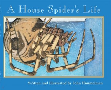 A House Spider's Life