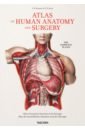 Bourgery J. M., Jacob N. H. Atlas of Human Anatomy and Surgery 45cm physique mini anatomical skeleton human model stand poster medical learn aid anatomy