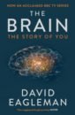 Eagleman David The Brain. The Story of You brain stem magnification model two parts of brain stem sagittal section model middle brain pontoon medulla magnification model