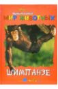 Удивительный мир животных: Шимпанзе изучаем удивительный мир животных