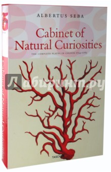 Cabinet of Natural Curiosities - Musch, Rust, Willmann