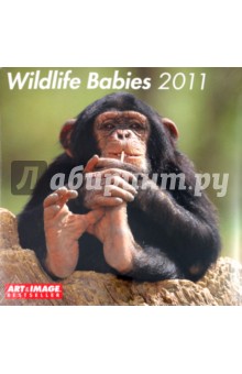 Календарь 2011 "Детеныши диких животных" (4434-2) Календарь 2011 "Детеныши диких животных" (4434-2)