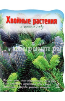 Хвойные растения в вашем саду
