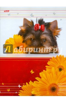 Папка для тетрадей на кольцах А5 "Йоркширский терьер" (ПК5_08183) Папка для тетрадей на кольцах А5 "Йоркширский терьер" (ПК5_08183)