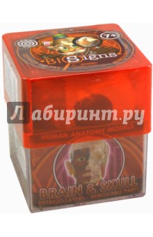 Анатомическая модель человека "Мозг и череп" (E2370BS) Анатомическая модель человека "Мозг и череп" (E2370BS)
