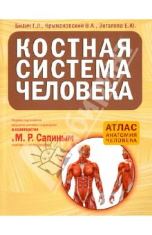 Костная система человека