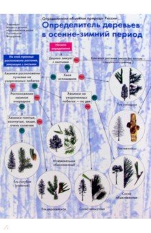 Определитель деревьев в осенне-зимний период - А.С. Боголюбов