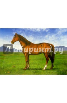 Развивающие рамки. Живая природа. Лошадь Развивающие рамки. Живая природа. Лошадь