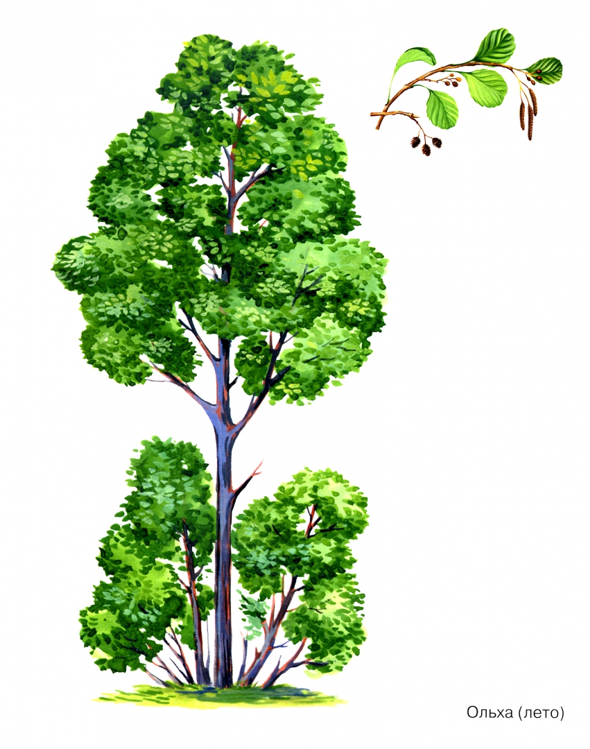 Иллюстрация 1 из 33 для Деревья в картинках. Наглядное пособие для педагогов, логопедов, воспитателей и родителей | Лабиринт - книги. Источник: Лабиринт