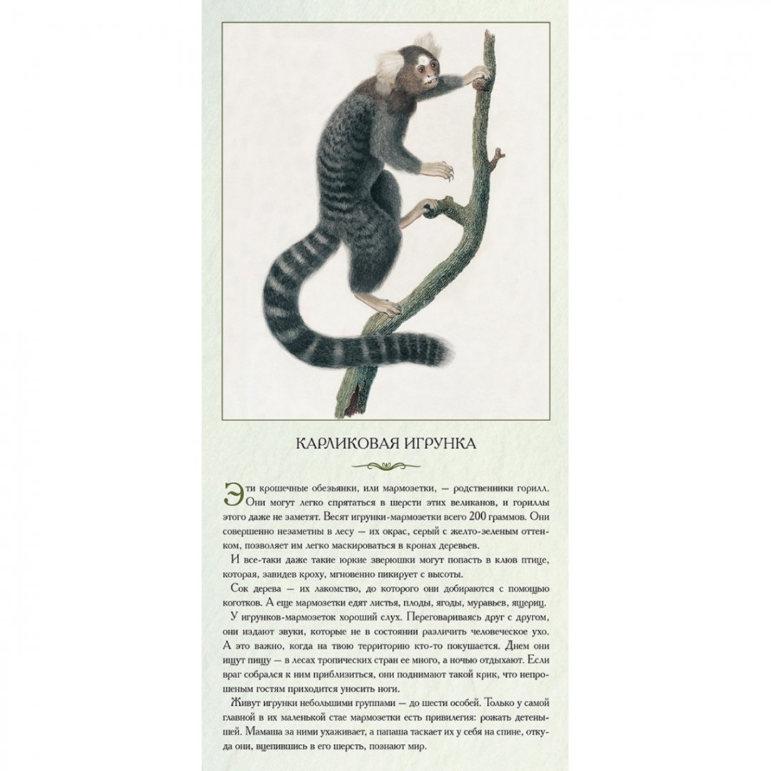 Иллюстрация 2 из 3 для Животный мир Южной Америки. Яркие и юркие + 72 карточки для игры "Мемори" и викторины | Лабиринт - книги. Источник: Лабиринт