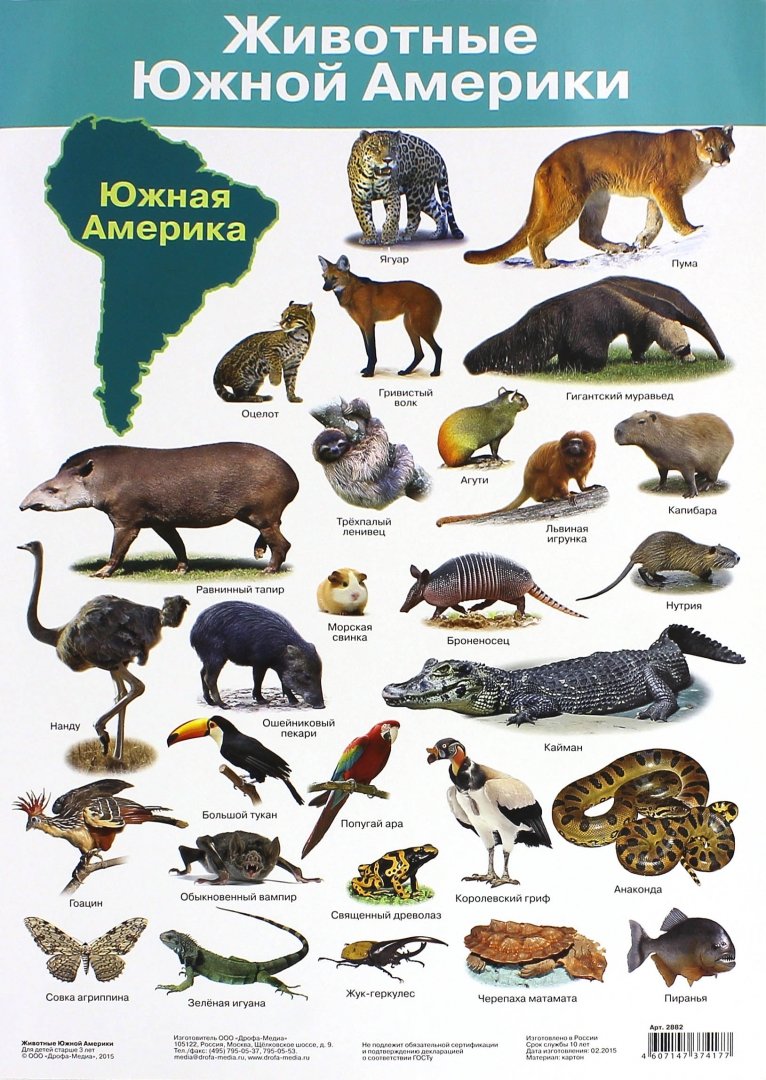Иллюстрация 1 из 14 для Животные Южной Америки. Демонстрационный плакат (2882) | Лабиринт - книги. Источник: Лабиринт