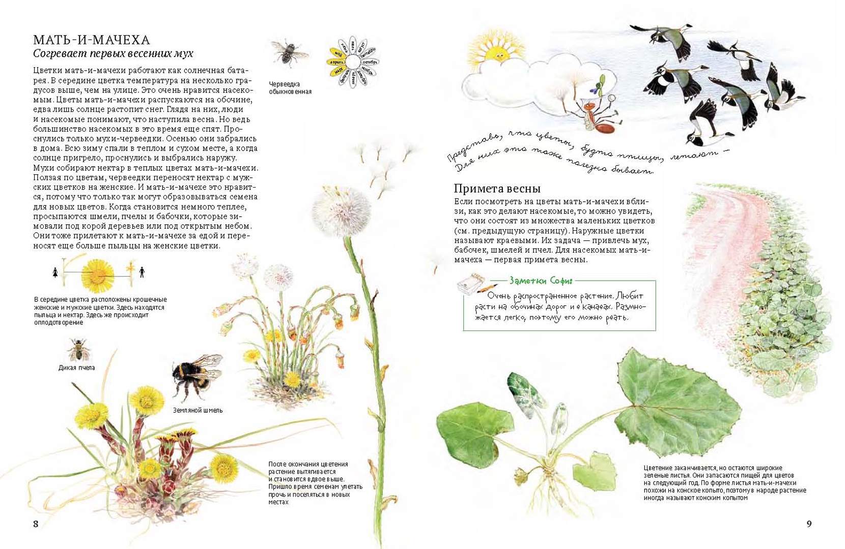 Иллюстрация 23 из 54 для Софи в мире цветов - Стефан Каста | Лабиринт - книги. Источник: Лабиринт