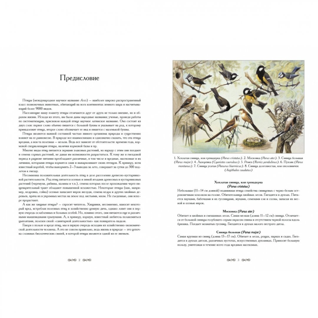Иллюстрация 1 из 10 для Полезные и вредные птицы - В. Дуванов | Лабиринт - книги. Источник: Лабиринт