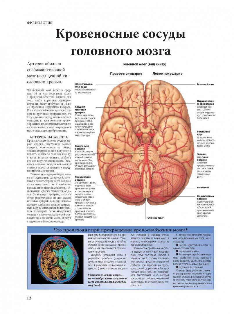 Иллюстрация 8 из 17 для Мозг человека. Как это работает - Питер Абрахамс | Лабиринт - книги. Источник: Лабиринт