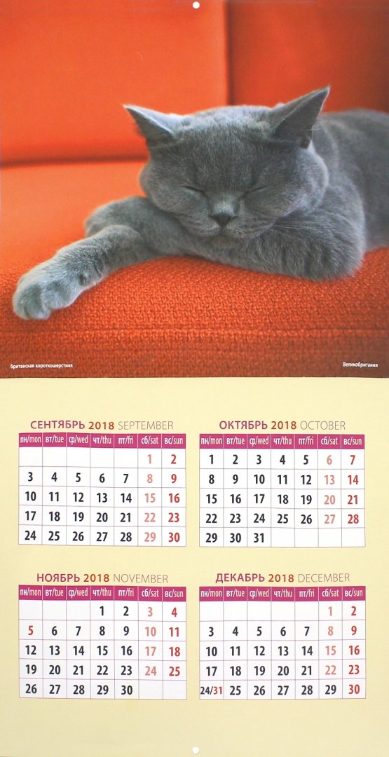 Иллюстрация 1 из 2 для Календарь 2019 "Кошки мира" (70904) | Лабиринт - сувениры. Источник: Лабиринт