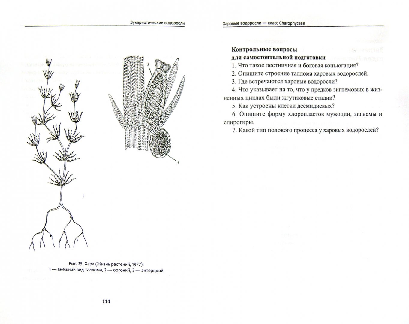 Иллюстрация 1 из 47 для Биологическое разнообразие: водоросли и грибы - Мухин, Третьякова | Лабиринт - книги. Источник: Лабиринт