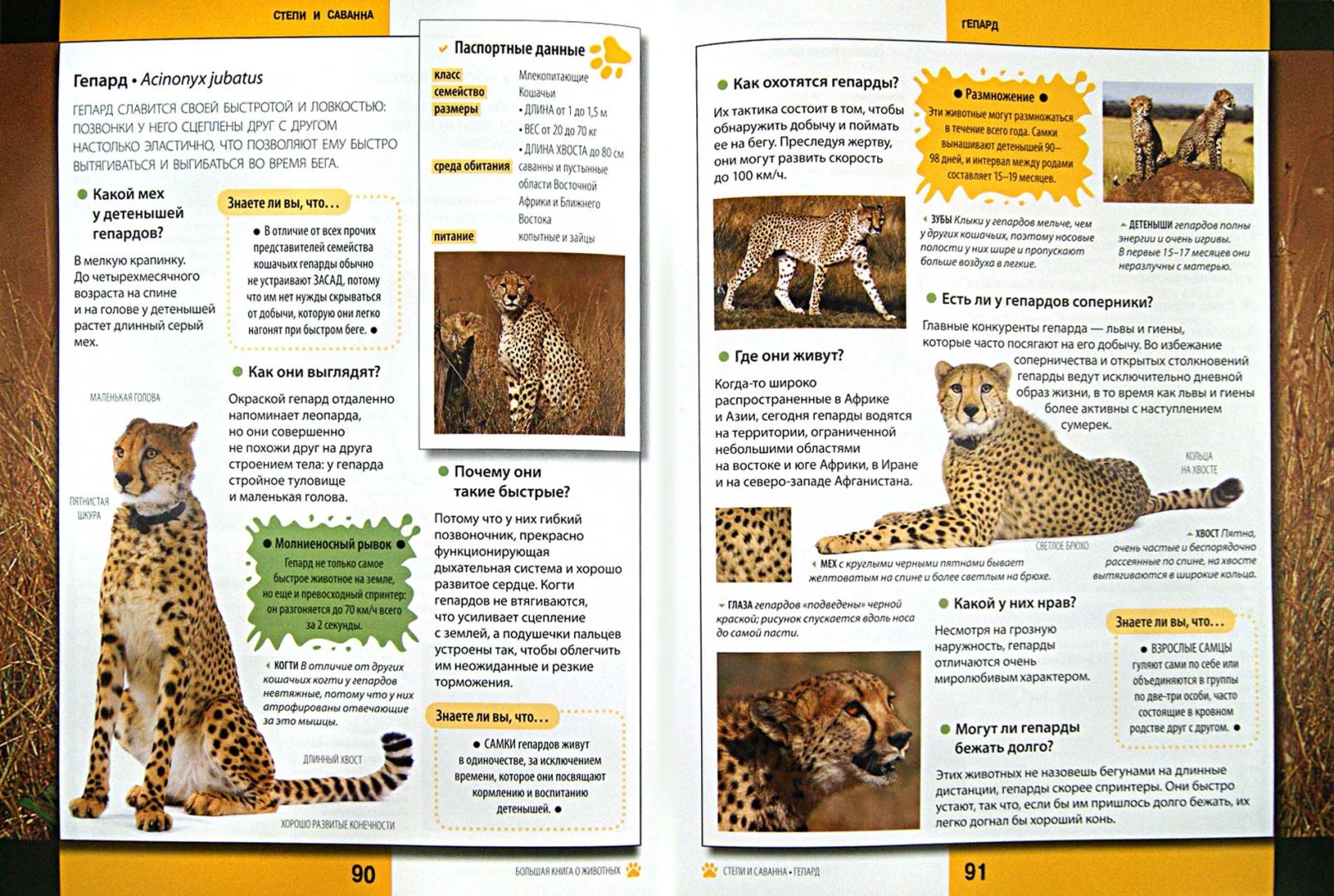 Иллюстрация 1 из 35 для Животные - Каневаро, Джудичи, Ратто | Лабиринт - книги. Источник: Лабиринт