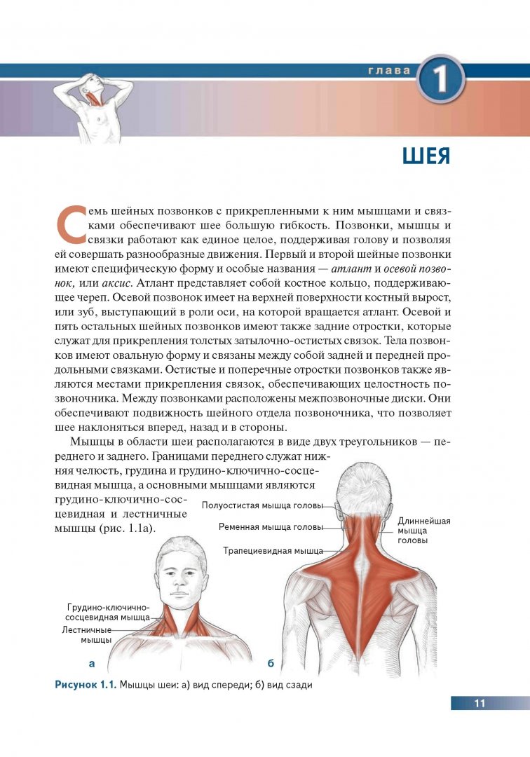 Иллюстрация 8 из 73 для Анатомия упражнений на растяжку - Нельсон, Кокконен | Лабиринт - книги. Источник: Лабиринт