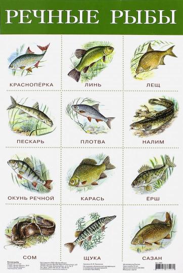 Книга: Плакат Речные рыбы (2165). Купить книгу, читать рецензии | ISBN  4607147361931 | Лабиринт