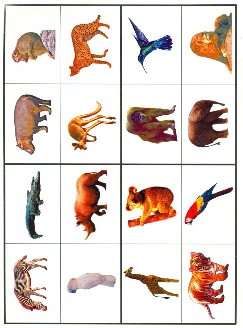 Иллюстрация 2 из 21 для Животные жарких стран. Первые уроки 5+ - Л. Шайтанова | Лабиринт - книги. Источник: Лабиринт