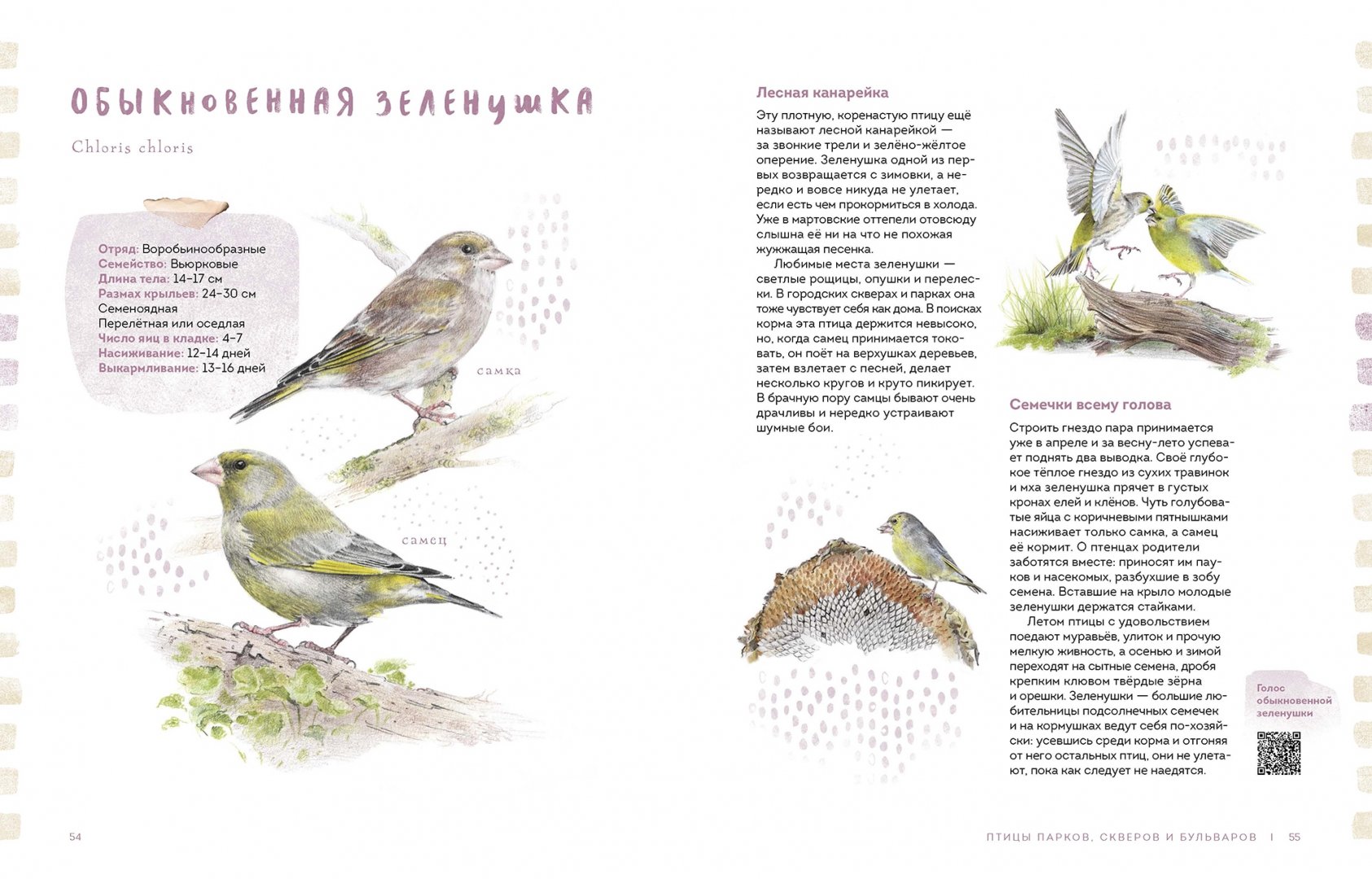 Иллюстрация 4 из 141 для Птицы в городе. Где найти и как узнать - Анна Васильева | Лабиринт - книги. Источник: Лабиринт