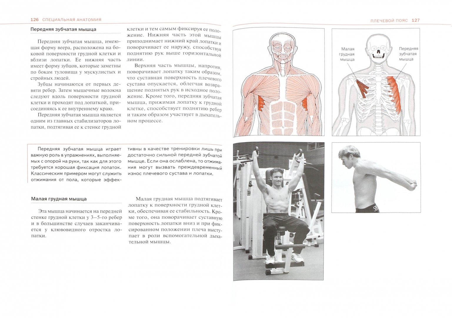 Иллюстрация 9 из 33 для Спортивная анатомия - Торстен Герке | Лабиринт - книги. Источник: Лабиринт