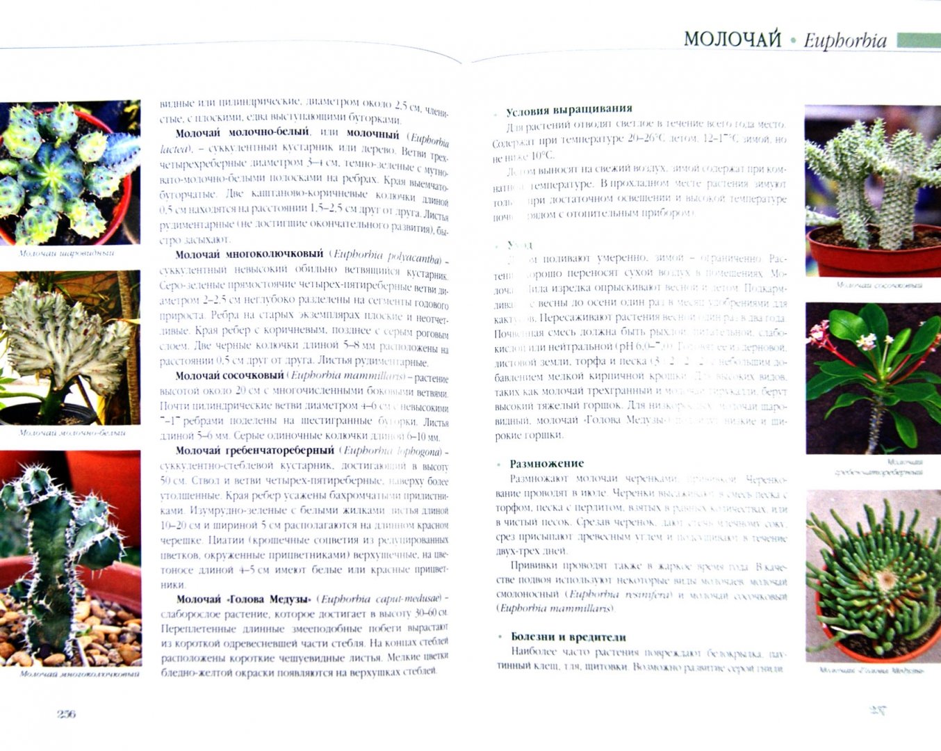 Иллюстрация 1 из 13 для Комнатные растения - Князева, Князева | Лабиринт - книги. Источник: Лабиринт