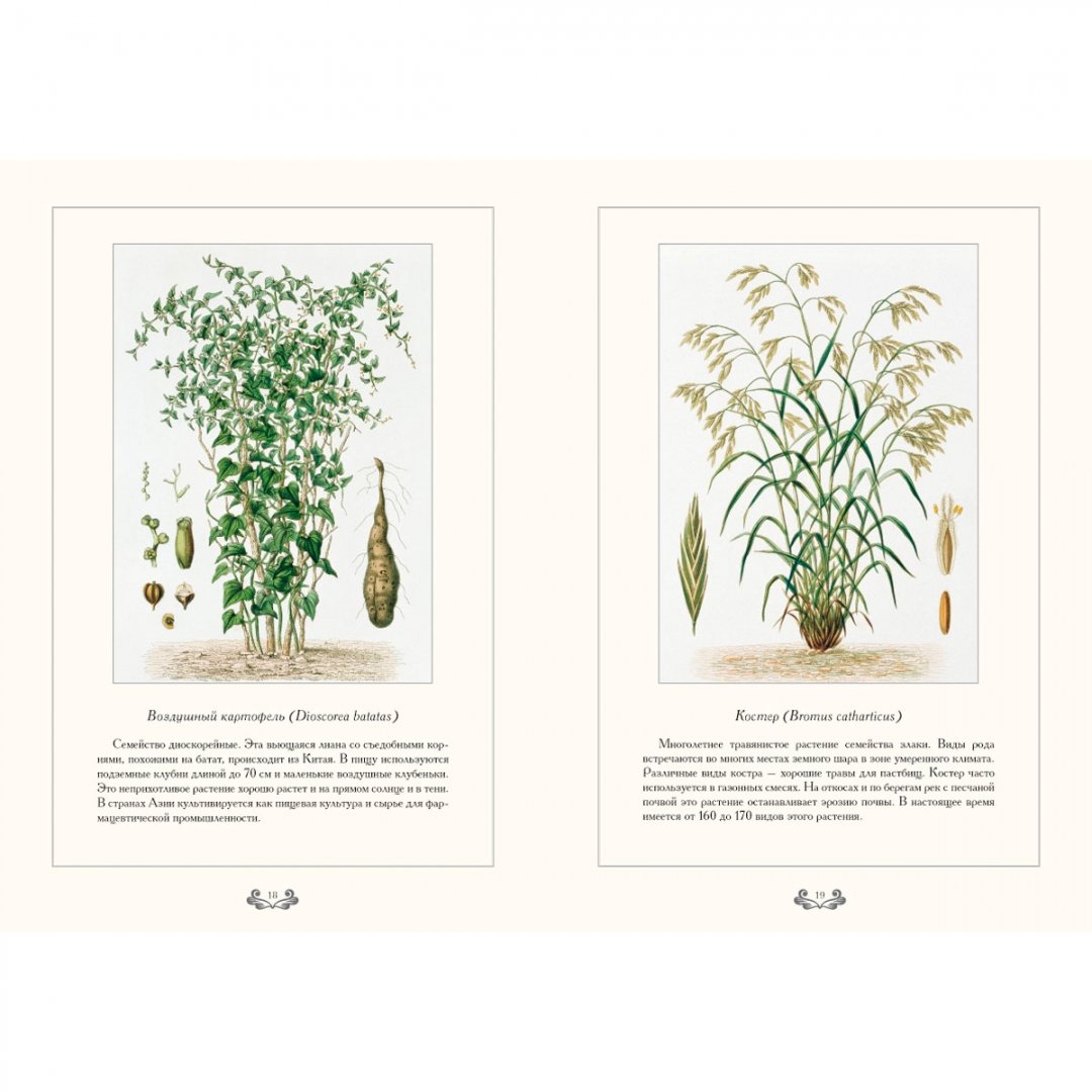 Иллюстрация 5 из 10 для Царство растений - С. Иванов | Лабиринт - книги. Источник: Лабиринт