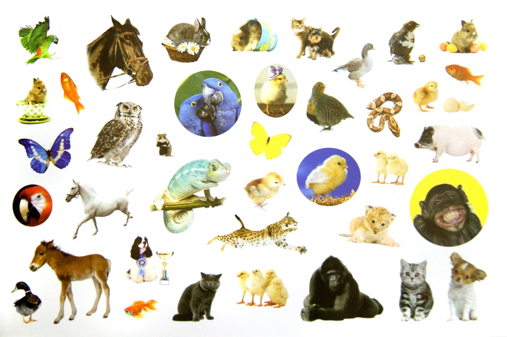 Иллюстрация 1 из 30 для Животные | Лабиринт - книги. Источник: Лабиринт