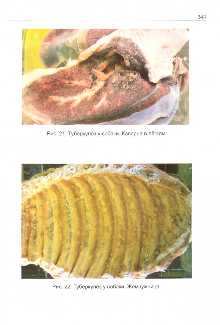 Иллюстрация 4 из 4 для Патологоанатомическая диагностика болезней собак и кошек - Кудряшов, Балабанова | Лабиринт - книги. Источник: Лабиринт