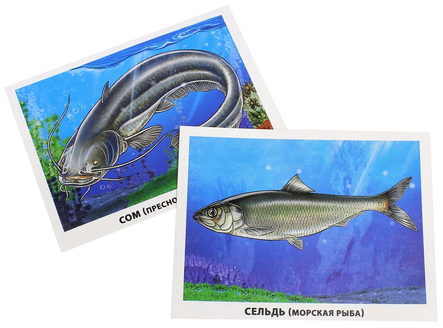 Иллюстрация 1 из 25 для Обучающие карточки "Рыбы морские и пресноводные" | Лабиринт - игрушки. Источник: Лабиринт