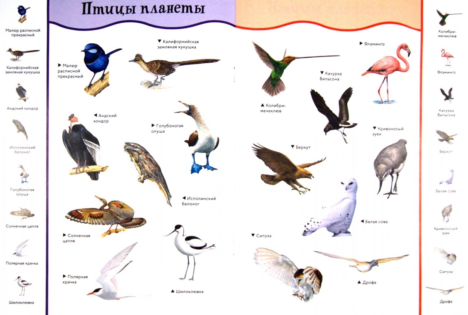 Иллюстрация 1 из 15 для Птицы. С забавными наклейками | Лабиринт - книги. Источник: Лабиринт