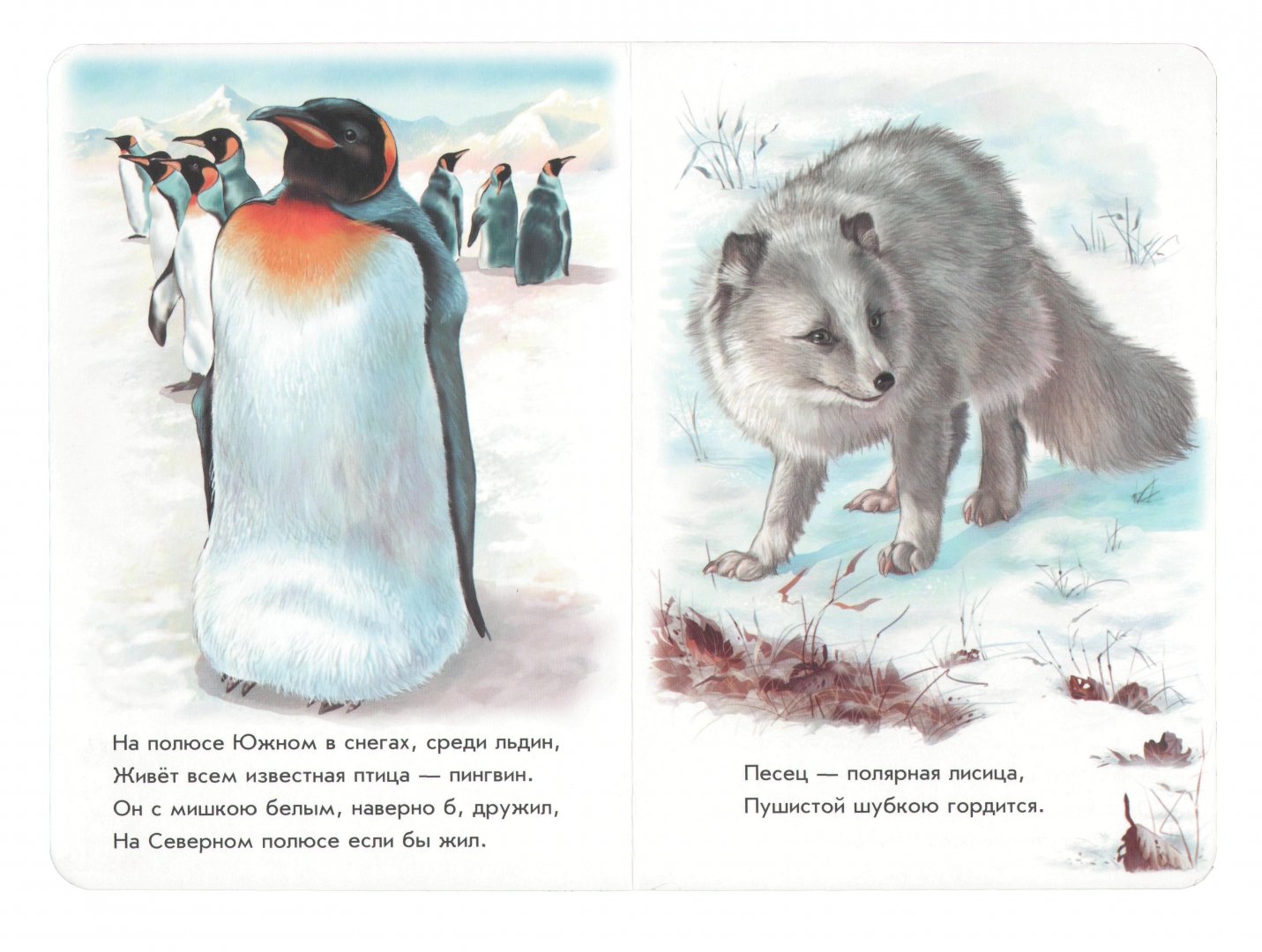 Иллюстрация 1 из 10 для Любимый зоопарк - Олеся Квитка | Лабиринт - книги. Источник: Лабиринт