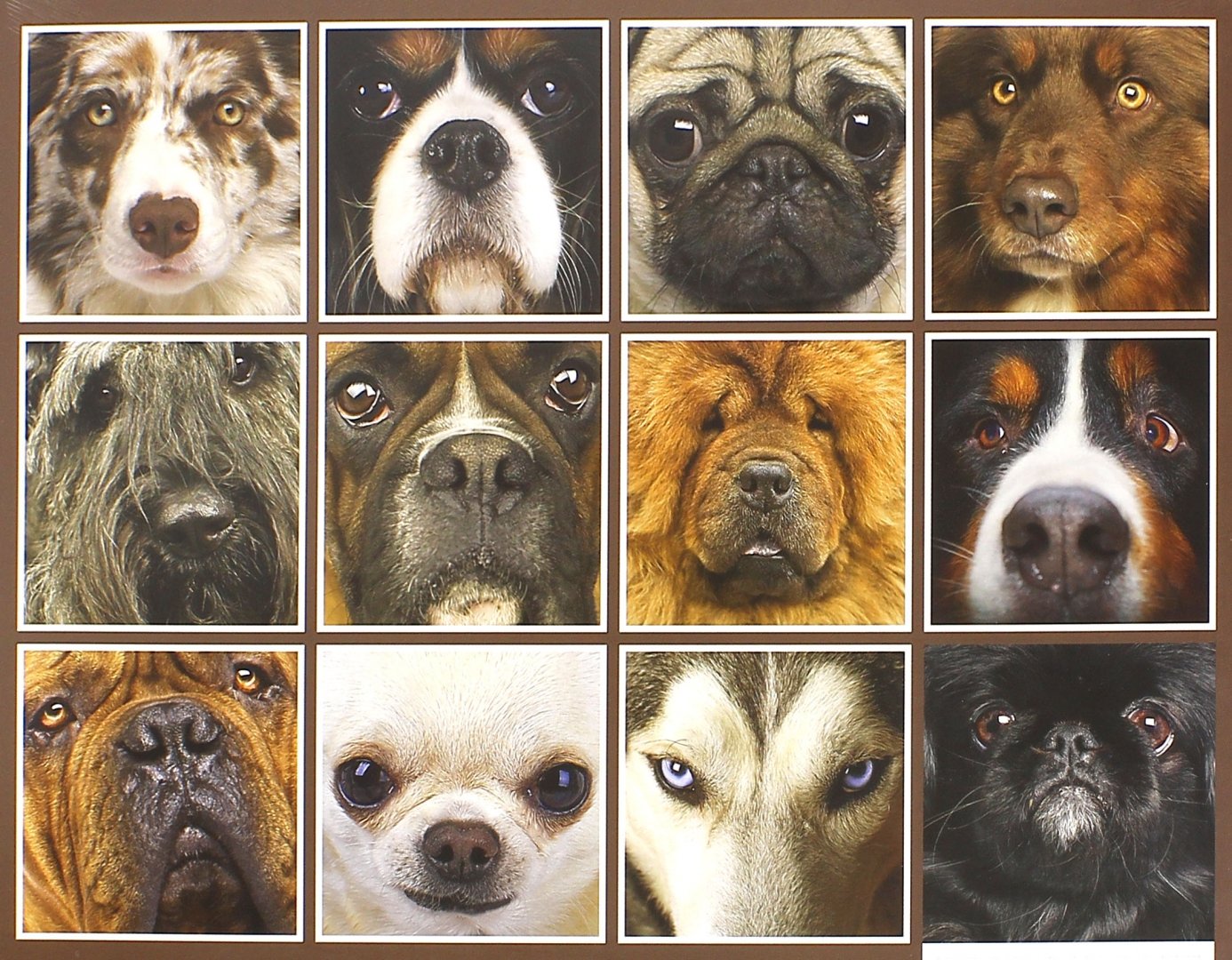 Иллюстрация 1 из 2 для Календарь на 2016 год "Собаки", 30х30 см (2933) | Лабиринт - сувениры. Источник: Лабиринт