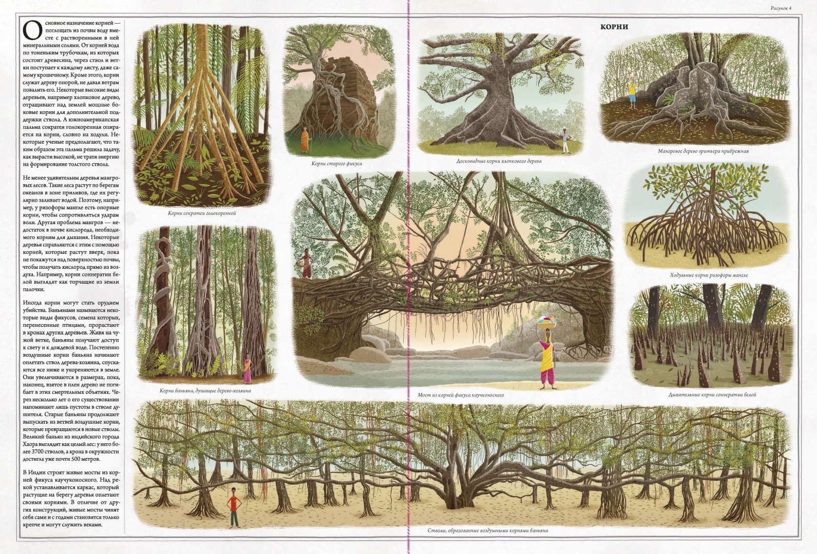 Иллюстрация 5 из 70 для Деревья - Соха, Грайковский | Лабиринт - книги. Источник: Лабиринт